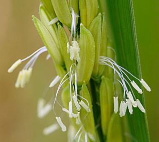 Moonorchid Flowers on Rice Flower   Top Flowers And Plants